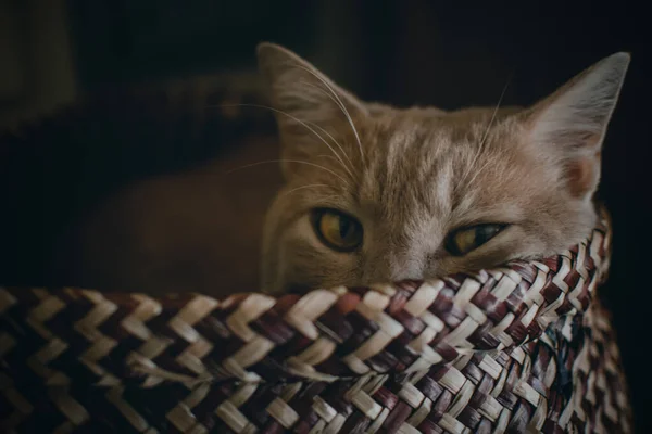 Fantastik Sevimli Güzel Kahverengi Kedi Portresi — Stok fotoğraf