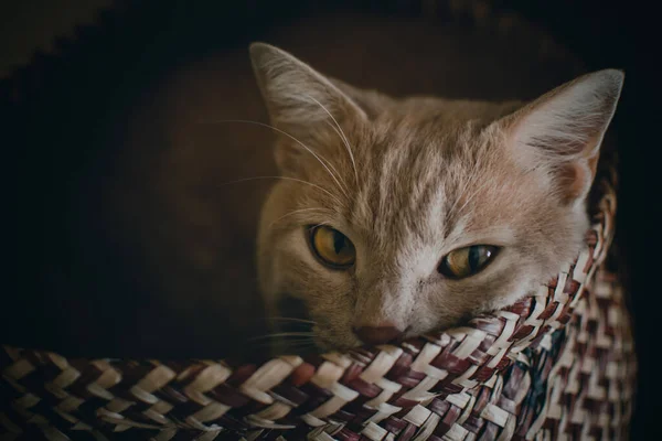 Fantastik Sevimli Güzel Kahverengi Kedi Portresi — Stok fotoğraf