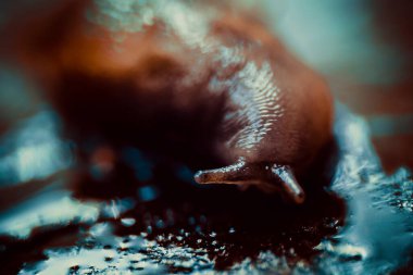 Harika bir salyangoz portresi.