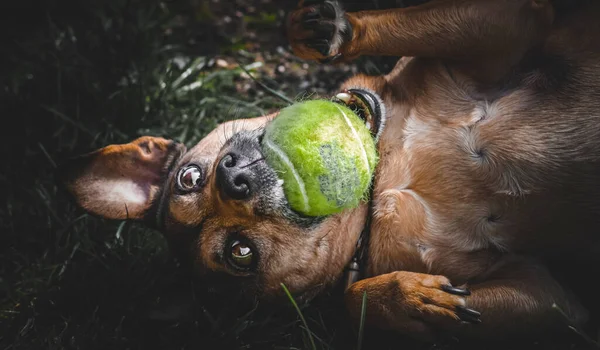 Cão Marrom Fantástico Brincando Com Uma Bola — Fotografia de Stock