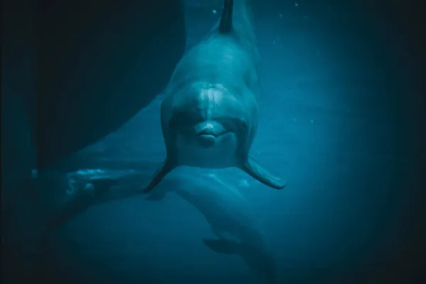 Delfin Úszás Medencében — Stock Fotó