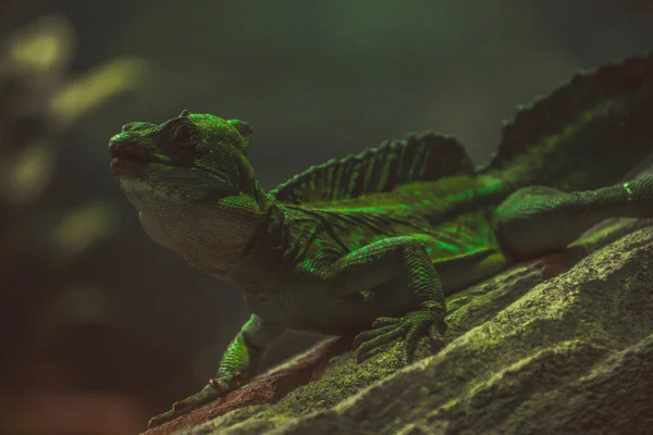 Beautifull Lizard Posing Only — Stock Photo, Image