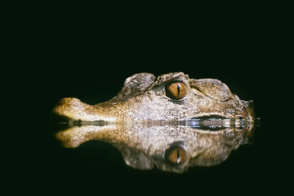 Retrato Crocodilo Faminto Enquanto Espera Por Comida — Fotografia de Stock