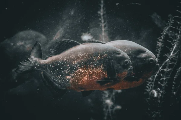 Een Hongerige Piranha Het Aquarium — Stockfoto