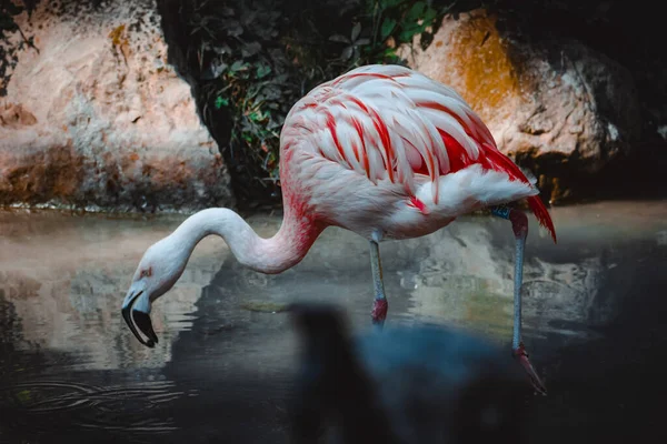 Fantastický Výhled Některé Krásné Plameňáky — Stock fotografie