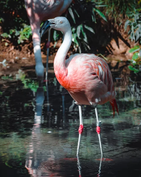 Fantasztikus Kilátás Néhány Gyönyörű Flamingóra — Stock Fotó