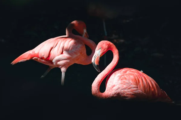 Harika bir flamingo manzarası.