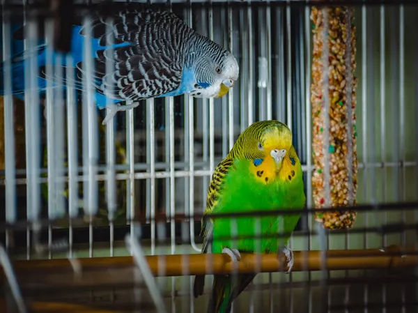 Lindo Periquitos Verdes Azuis — Fotografia de Stock