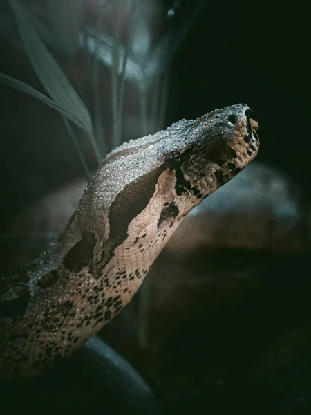 Uma Vista Fantástica Sobre Perigoso Constritor — Fotografia de Stock