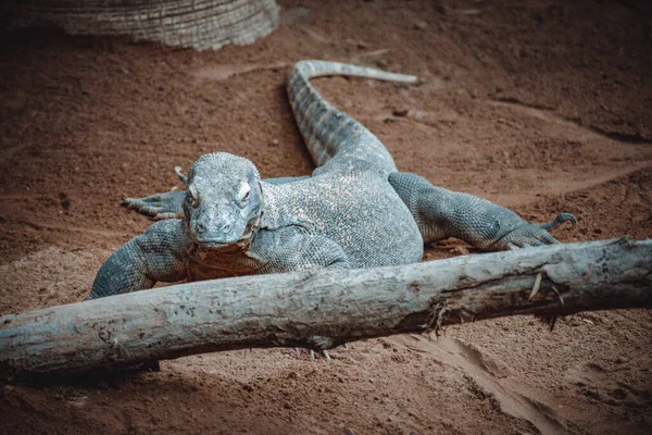 Retrato Fantástico Dragão Komodo — Fotografia de Stock