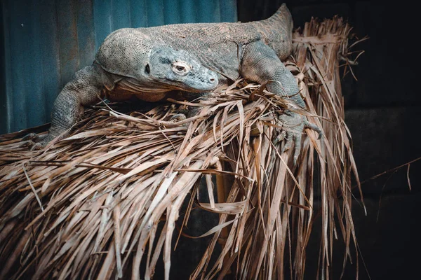 Bir Komodo Ejderhasının Fantastik Portresi — Stok fotoğraf