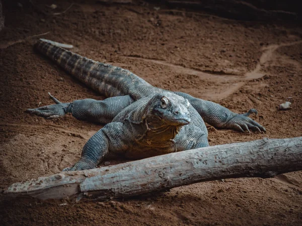 Fantástico Retrato Dragón Komodo —  Fotos de Stock