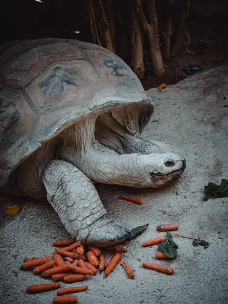 Portrét Krásné Suchozemské Želvy — Stock fotografie