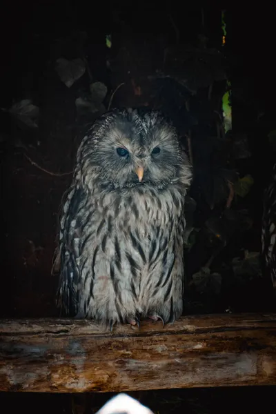 Portrait Fantastic Owl — Stock Photo, Image