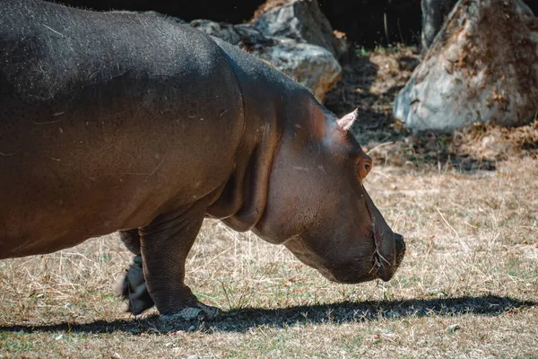 Une Vue Fantastique Sur Hippopotame Son Enfant — Photo