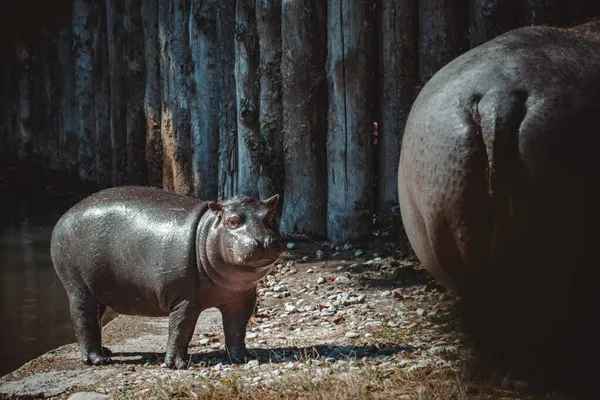 Ein Fantastischer Blick Auf Ein Nilpferd Und Sein Kind — Stockfoto