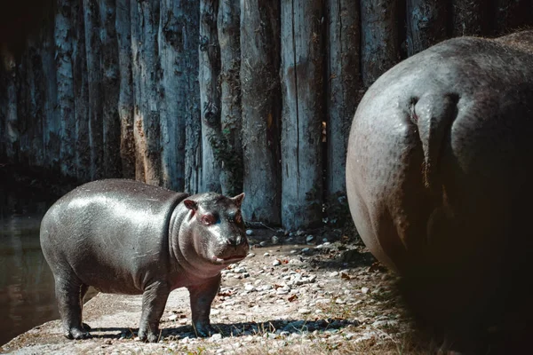 Fantastic View Hippo His Child — Stock Photo, Image