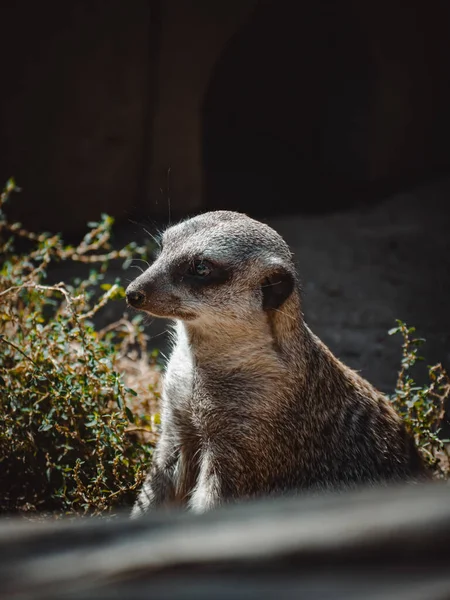 Lovely Portrait Cute Meerkat — Stock Photo, Image