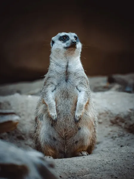 Ein Hübsches Porträt Eines Süßen Erdmännchens — Stockfoto