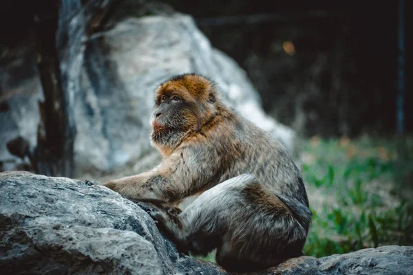 素敵な猿の素晴らしい眺めです — ストック写真