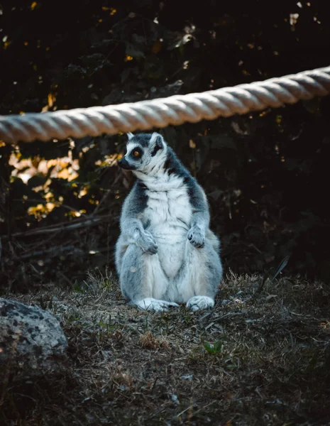 Fantastic Portrait Lovely Lemur — Stock Photo, Image