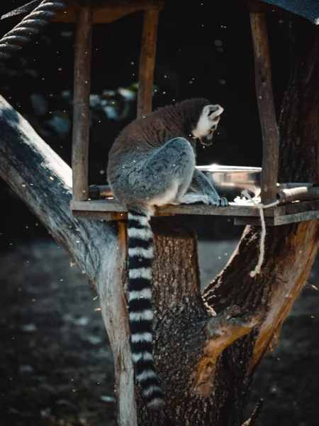 Fantastic Portrait Lovely Lemur — Stock Photo, Image