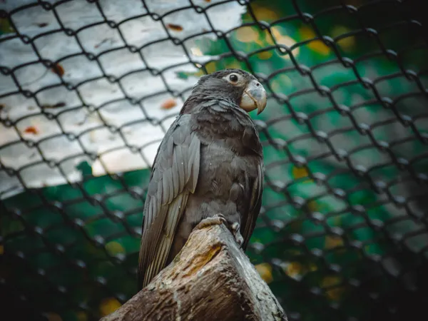 Una Vista Fantástica Sobre Loro Coracopsis — Foto de Stock