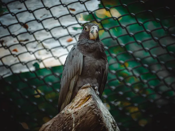 Uma Vista Fantástica Sobre Papagaio Coracopsis — Fotografia de Stock