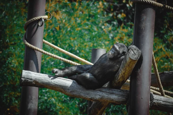 美しいチンパンジーの素晴らしい眺めです — ストック写真