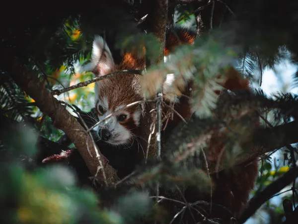 Fantastisches Porträt Eines Schönen Roten Panda — Stockfoto