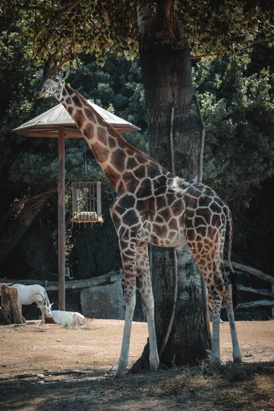 Fantastický Portrét Žirafy Při Jídle — Stock fotografie