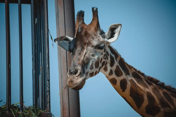 Fantastický Portrét Žirafy Při Jídle — Stock fotografie