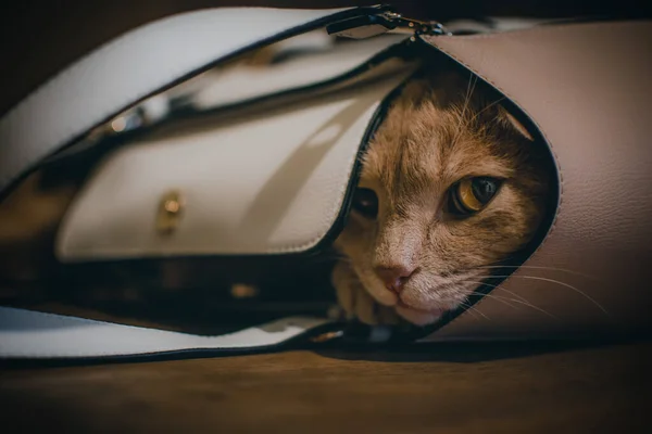 Fantastisk Söt Och Härlig Brun Katt Porträtt — Stockfoto