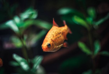 Akvaryumumda güzel altın bir barbus
