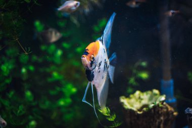 Akvaryumdaki büyük skaler balık.