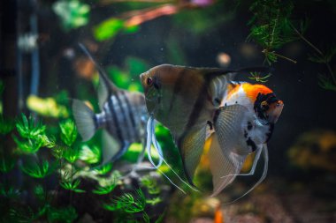 Akvaryumdaki büyük skaler balık.