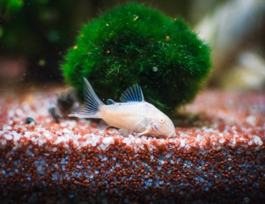 Akvaryumumdaki güzel Corydoras ailesi