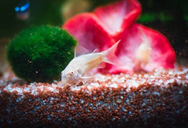 Akvaryumumdaki güzel Corydoras ailesi