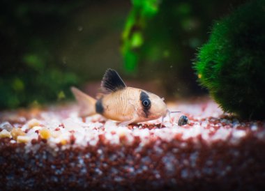 Akvaryumumdaki güzel Corydoras ailesi