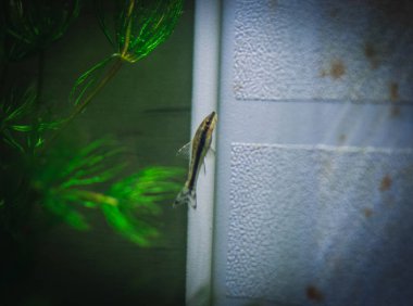 Akvaryumumda küçük otocinclus