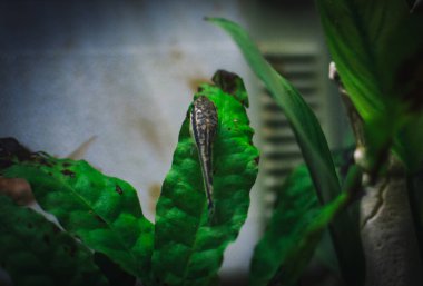 Akvaryumumda küçük otocinclus