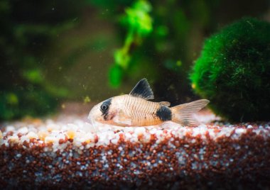 Akvaryumumdaki güzel Corydoras ailesi