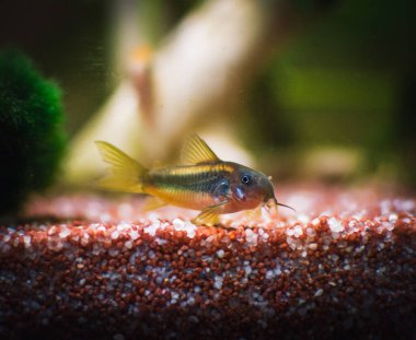 Akvaryumumdaki güzel Corydoras ailesi