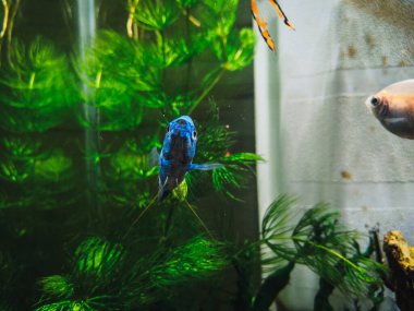 Akvaryumumda güzel bir kolisa.