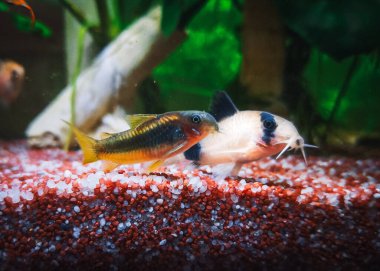 Akvaryumumdaki güzel Corydoras ailesi