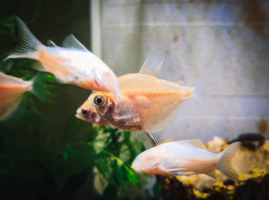 Tropikal bir akvaryumda spor salonu ternetzi.