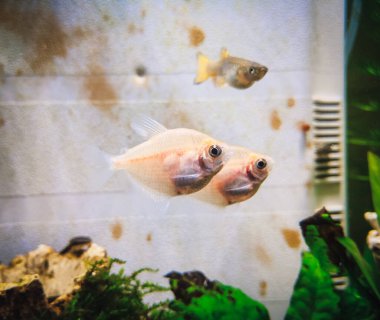 Tropikal bir akvaryumda spor salonu ternetzi.