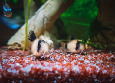 Akvaryumumdaki güzel Corydoras ailesi