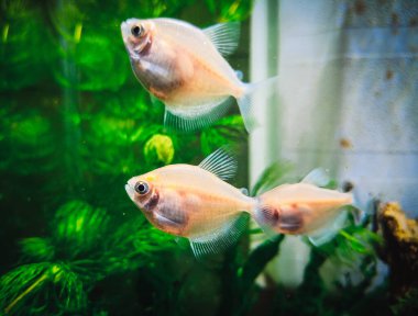 Tropikal bir akvaryumda spor salonu ternetzi.