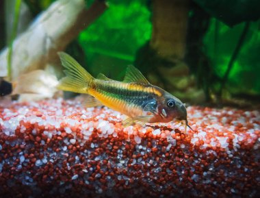 Akvaryumumdaki güzel Corydoras ailesi